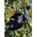 Mister Coolz Fruit Picker
